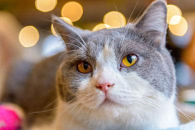 2Game双十一震撼大促：Steam各类3A大作与独立游戏，最高可享95%折扣！